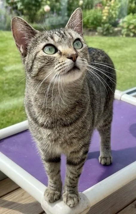 An adult small-sized female Gray / Blue / Silver Domestic Short Hair cat named Adele for adoption in Troy, AL