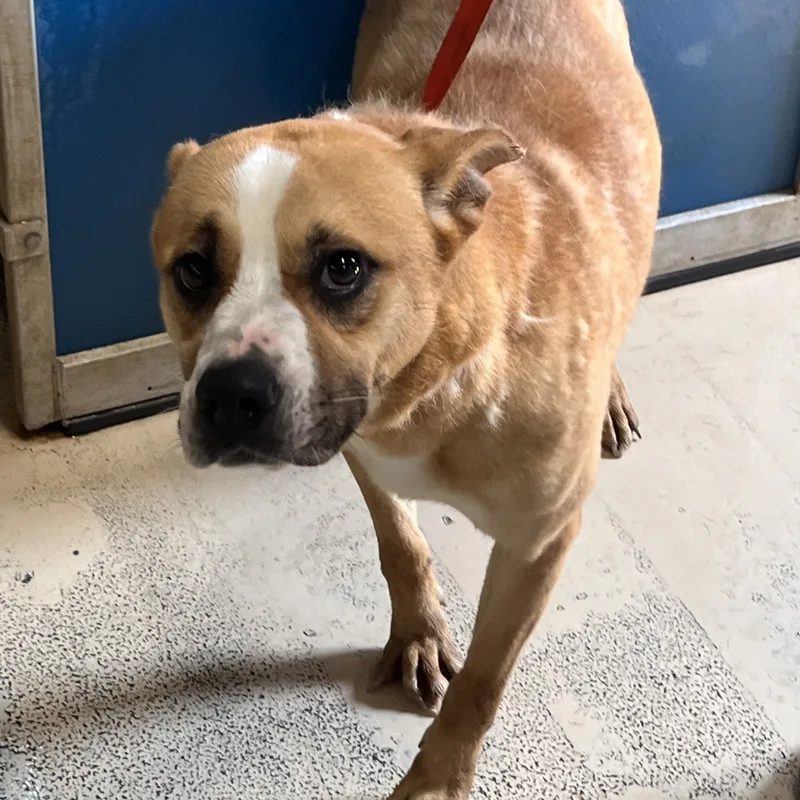 An adult medium-sized female Labrador Retriever dog named Misty for adoption in Sugar Land, TX