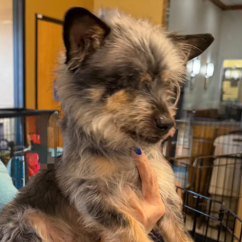An adult small-sized male Black Chihuahua dog named Nene for adoption in Las Vegas, NV