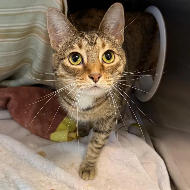 An adult medium-sized female Brown / Chocolate Domestic Short Hair cat named Pretty for adoption in Pittsburgh, PA