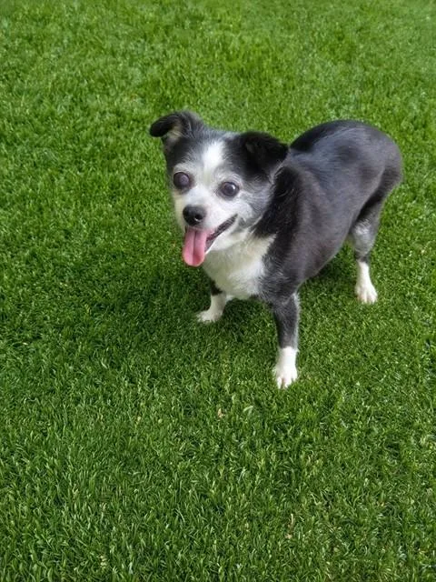 A senior medium-sized male Chihuahua dog named Laddee for adoption in Lancaster, CA