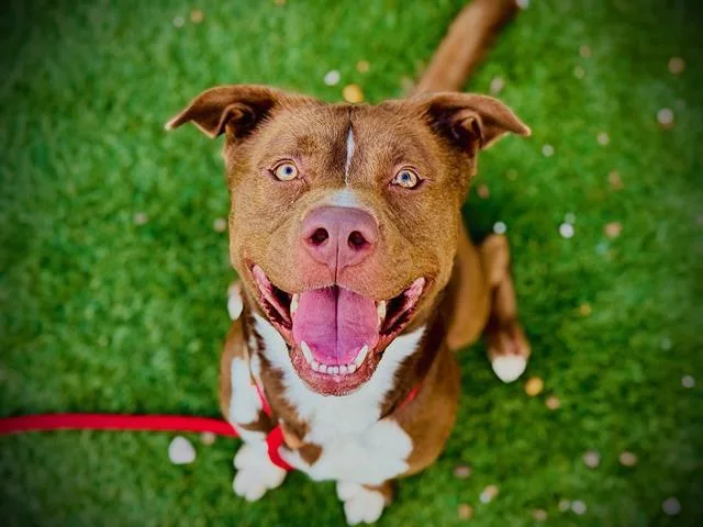 An adult large-sized male Pit Bull Terrier dog named Junior for adoption in Orlando, FL