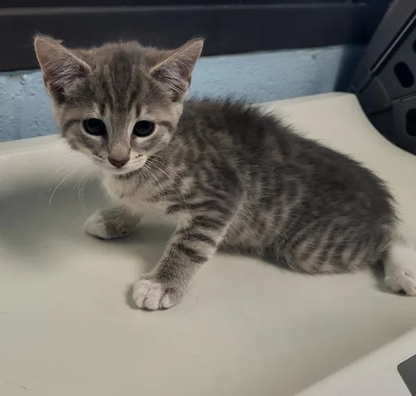 A baby small-sized female Domestic Short Hair cat named Pen  Lucy for adoption in Lawrenceville, GA