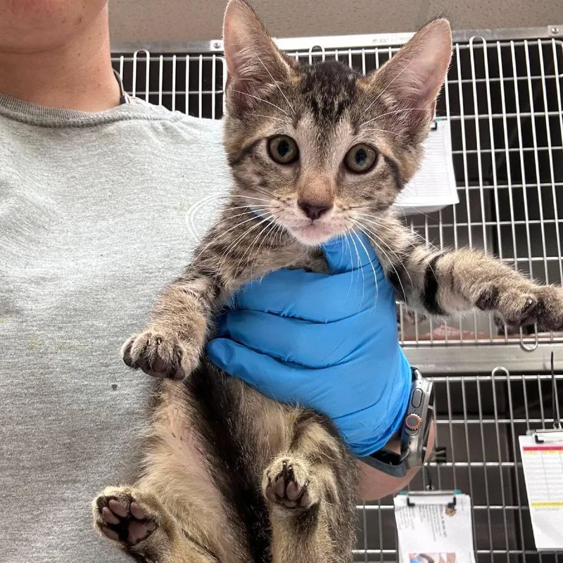 A baby small-sized female Brown / Chocolate Domestic Short Hair cat named Maple for adoption in Bastrop, TX