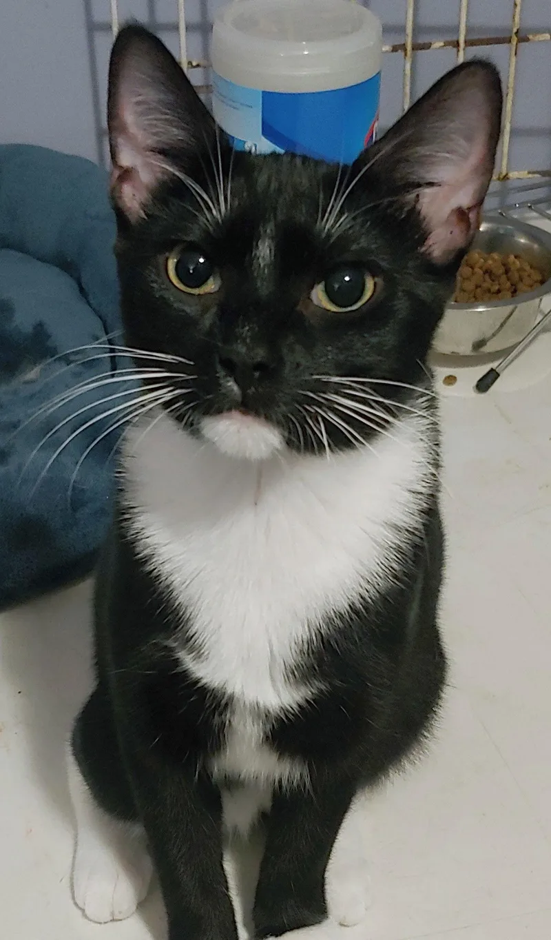 A young medium-sized female Domestic Short Hair cat named Mischief for adoption in Pompano Beach, FL