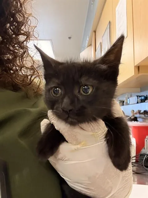 A baby small-sized female Domestic Short Hair cat named Oyster for adoption in Riverside, CA