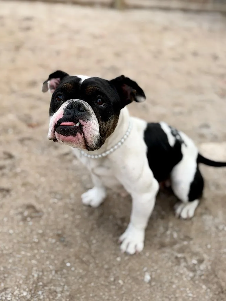 A young medium-sized female American Bulldog dog named Fancy Pants for adoption in Muskegon, MI