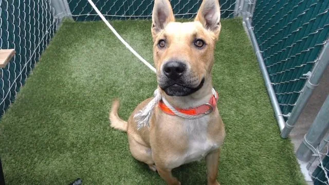 A young medium-sized male Terrier dog named Wimbo for adoption in Downey, CA