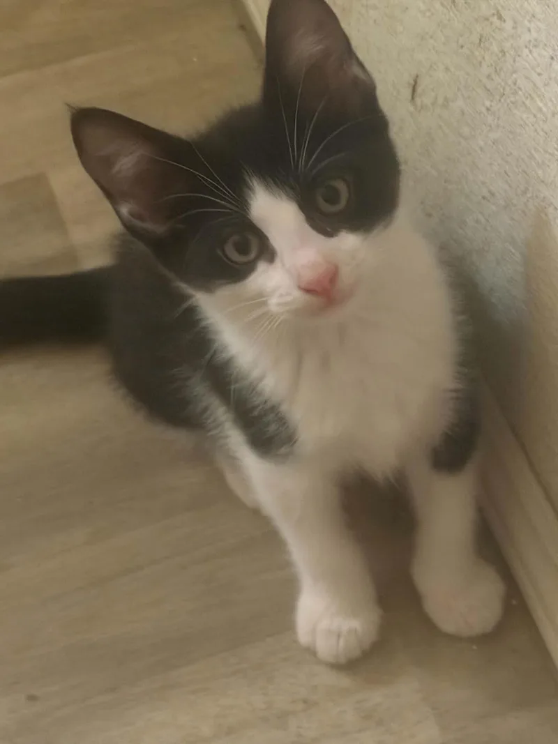 A baby small-sized female Black Domestic Short Hair cat named Zelda Stardust for adoption in Chandler, AZ