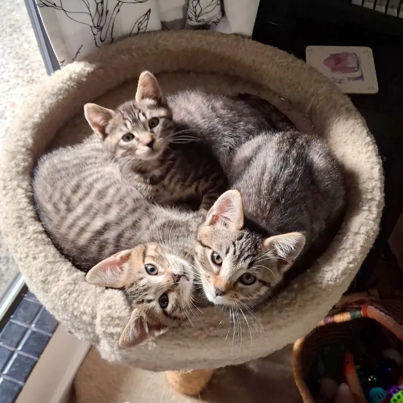 A baby small-sized male Domestic Short Hair cat named Franklin for adoption in Woodinville, WA