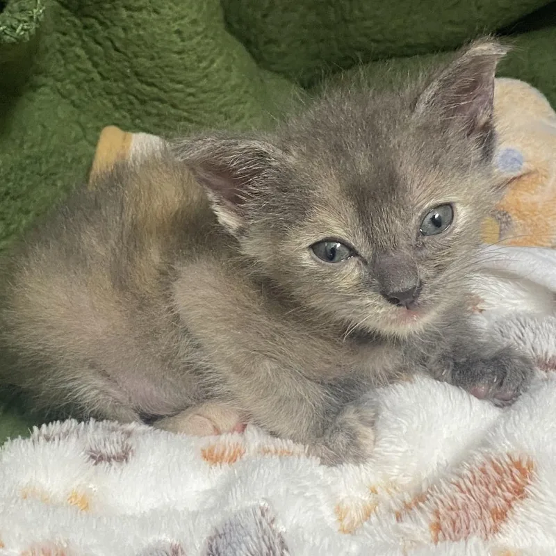 A baby small-sized female Tortoiseshell Domestic Short Hair cat named Yoda for adoption in Long Beach, CA