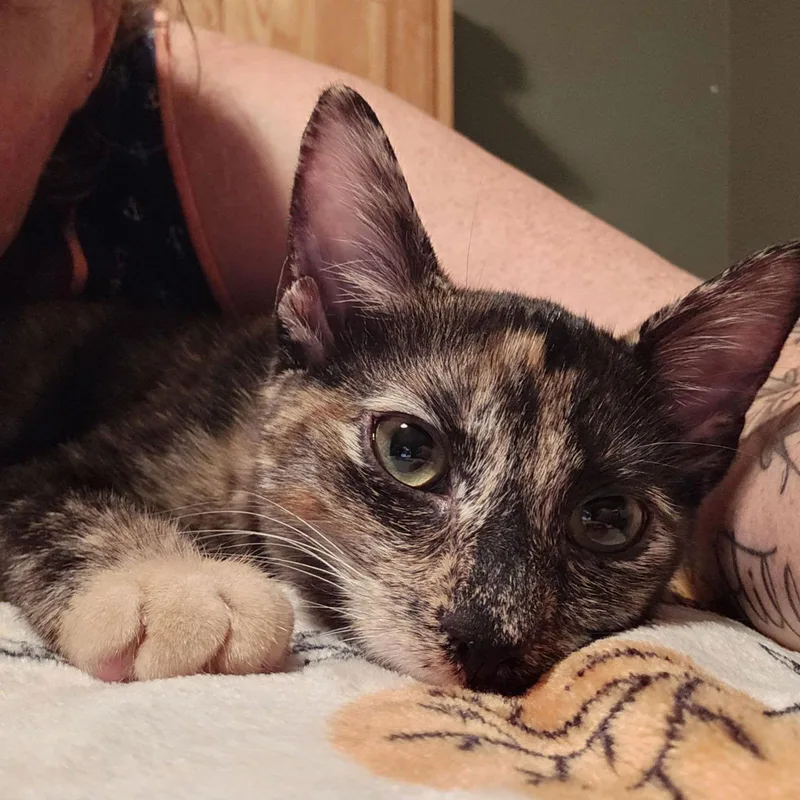 Bossanova thumbnail 2