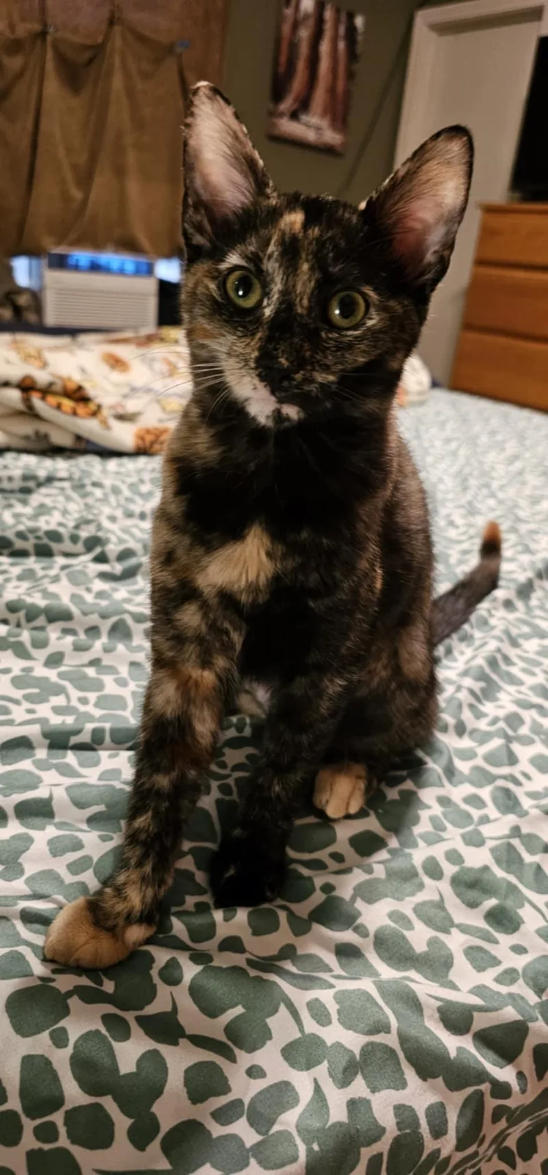 Bossanova thumbnail 3