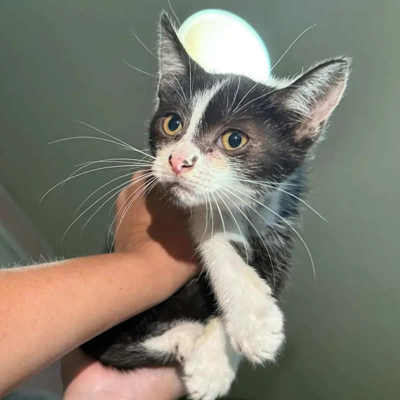 A young medium-sized male Black & White / Tuxedo Domestic Short Hair cat named Sebastian for adoption in Stanley, NC