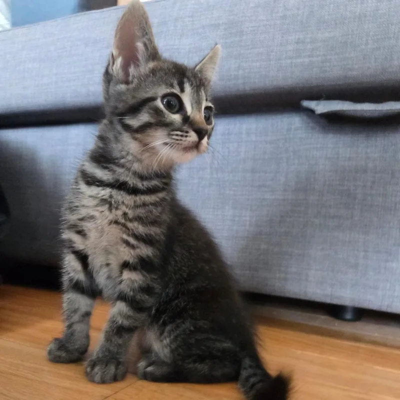 A baby small-sized female Brown / Chocolate Domestic Short Hair cat named Tapenade for adoption in Brea, CA