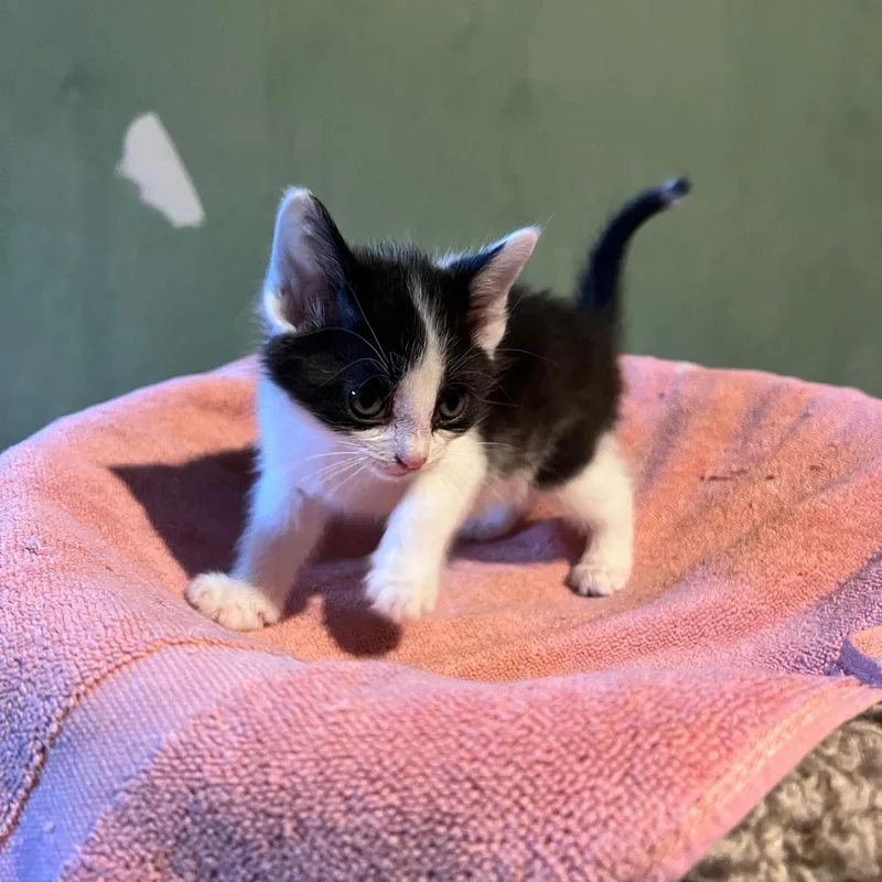 A baby medium-sized female Tuxedo cat named Aurora for adoption in Midland, MI