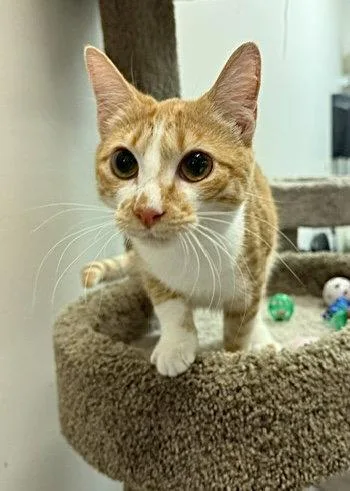 A young small-sized female Tabby cat named Amber for adoption in Capshaw, AL