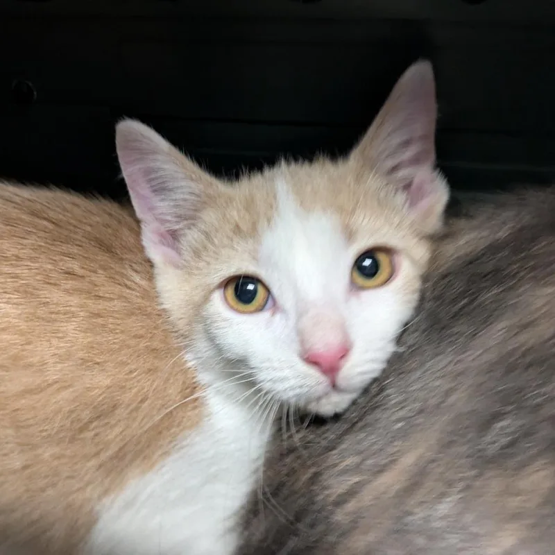 A baby small-sized female Domestic Short Hair cat named Kim Boggs for adoption in Chicago, IL