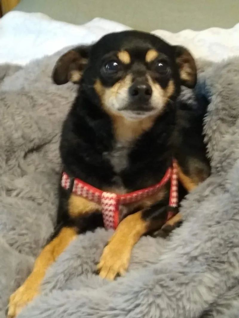 A senior small-sized female Black Chihuahua dog named Macy for adoption in Homer Glen, IL
