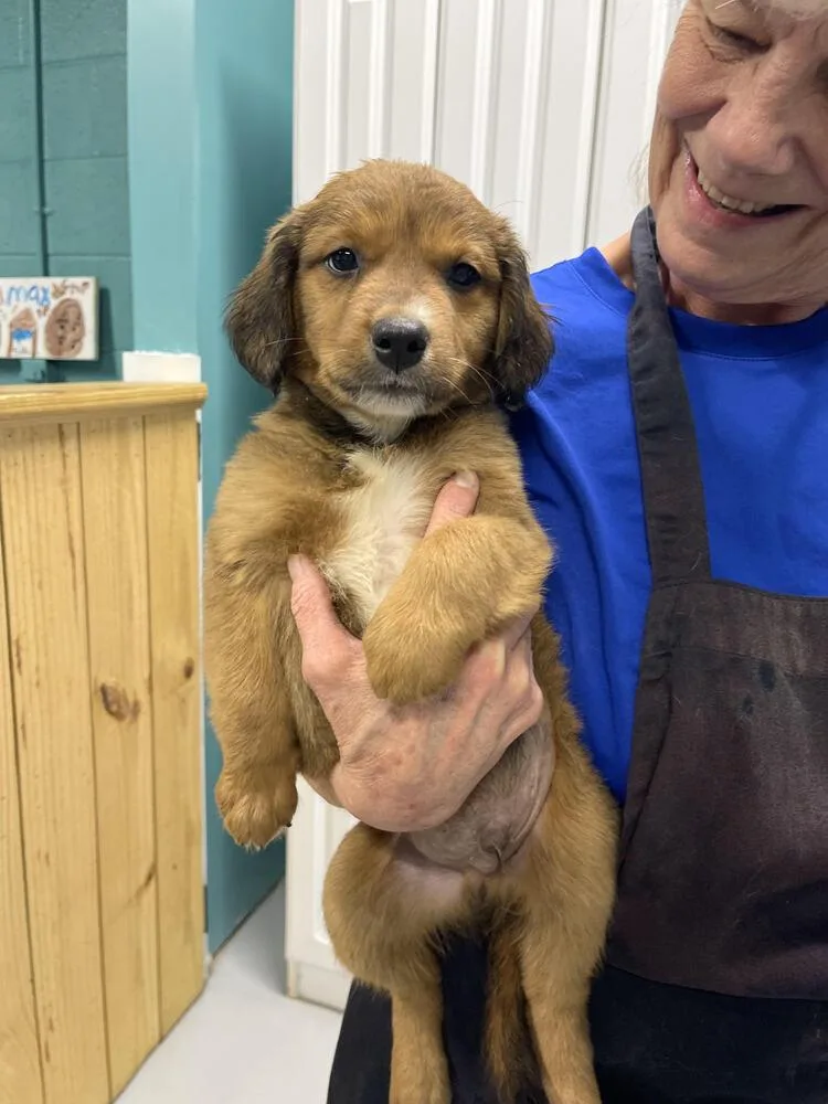 A baby small-sized male White / Cream Australian Shepherd dog named Shamus for adoption in Chattanooga, TN