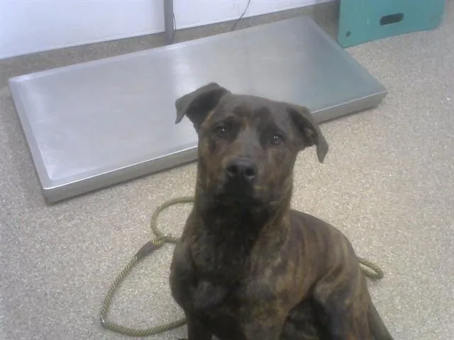 Bruce