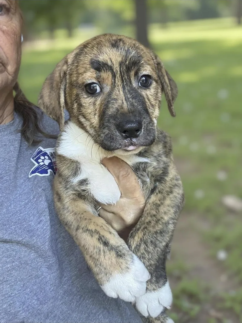 A baby medium-sized male American Staffordshire Terrier dog named Groucho for adoption in Caldwell, TX