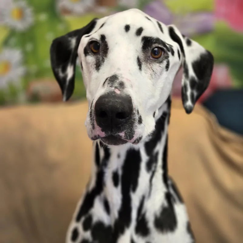 An adult medium-sized male White / Cream Dalmatian dog named Mr. Pickles for adoption in Normal, IL
