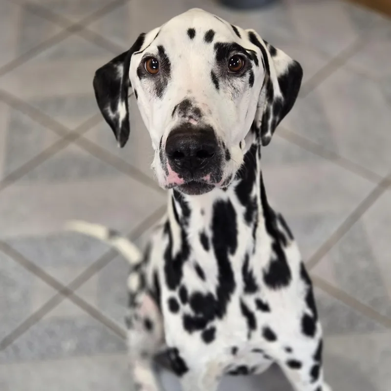 Mr. Pickles thumbnail 2