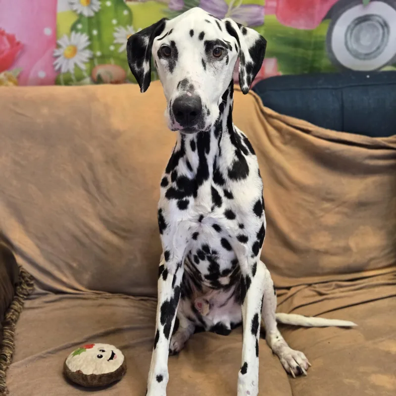 Mr. Pickles thumbnail 3