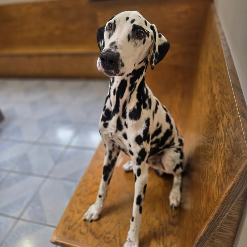 Mr. Pickles thumbnail 4