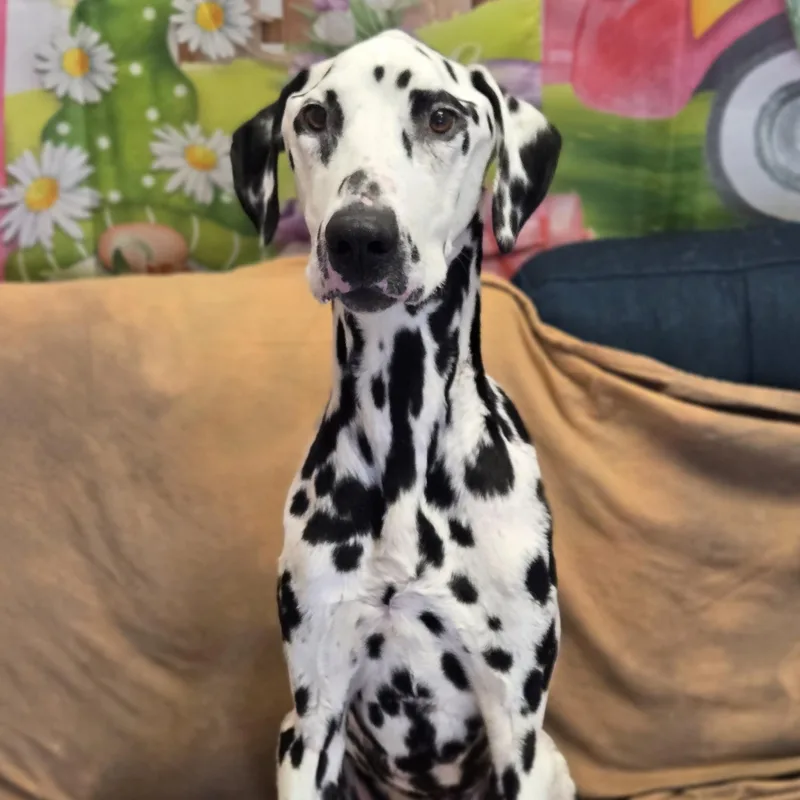 Mr. Pickles thumbnail 5