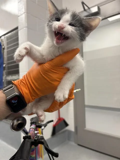 A baby small-sized male Domestic Short Hair cat named Silver Surfer for adoption in Indianapolis, IN