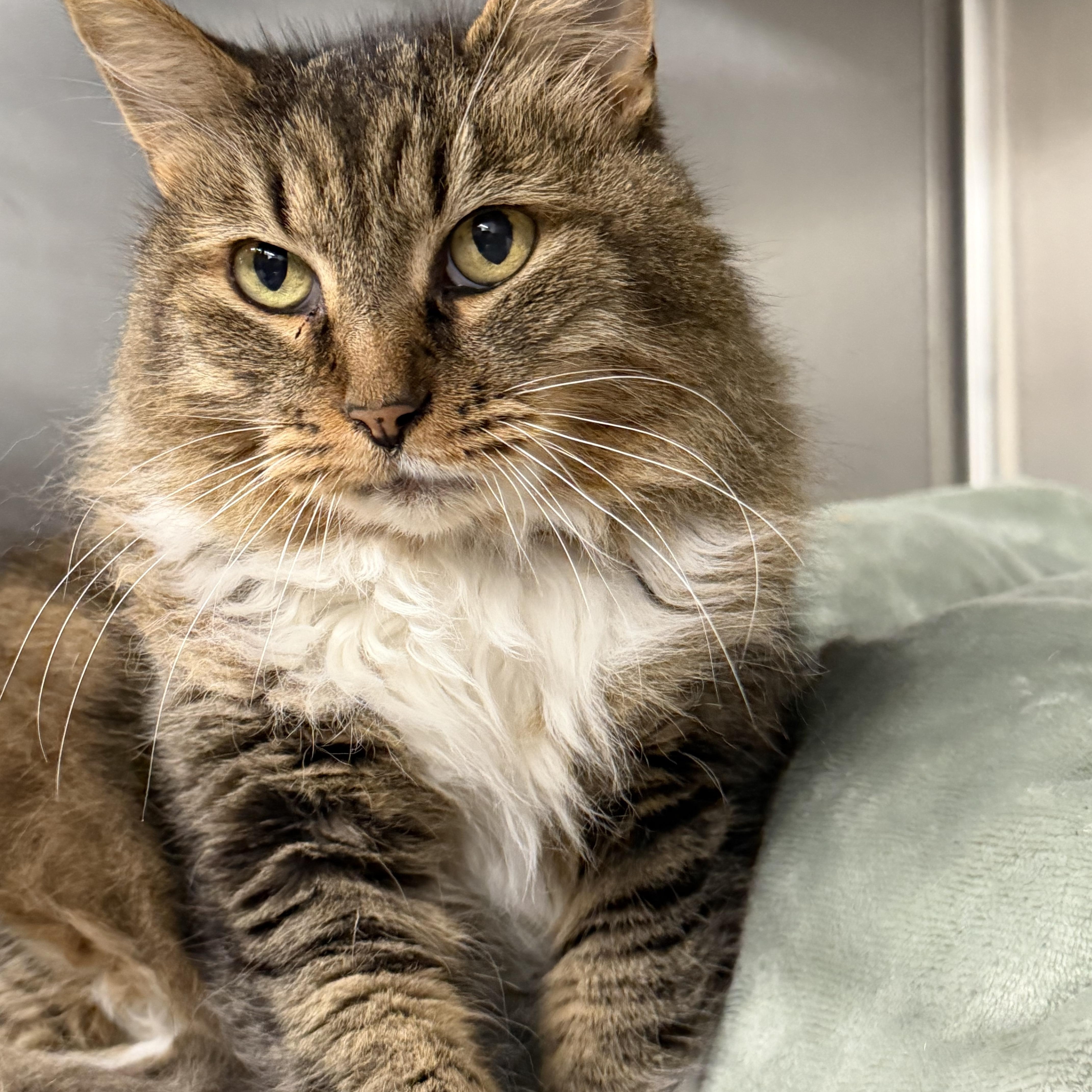 A senior medium-sized female Tabby (Brown / Chocolate) Domestic Long Hair cat named Piglet for adoption in Mount Pleasant, MI