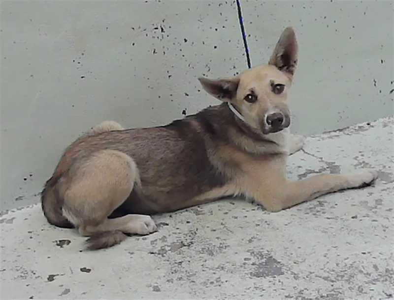 A young small-sized female German Shepherd Dog dog named Nala for adoption in Houston, TX