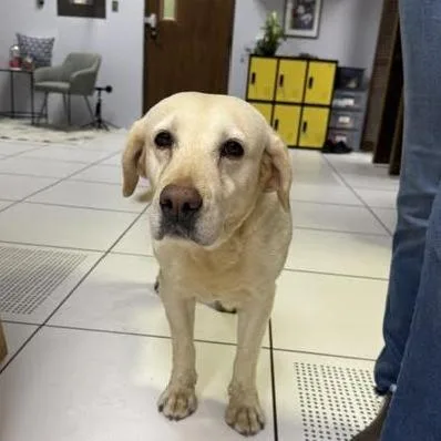 An adult large-sized female Yellow / Tan / Blond / Fawn Yellow Labrador Retriever dog named Enola for adoption in Archbold , OH