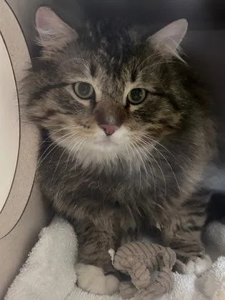 A young large-sized male Tabby (Brown / Chocolate) Domestic Short Hair cat named Quiche for adoption in Steamboat Springs, CO