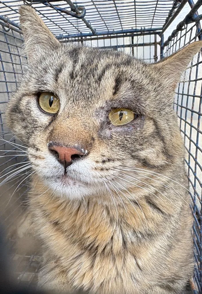 An adult medium-sized male Domestic Short Hair cat named Massimo for adoption in Gillette, WY