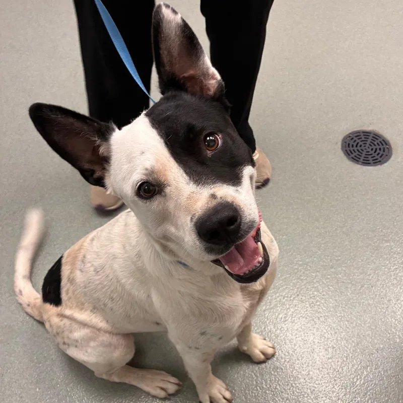 An adult large-sized male White / Cream Australian Cattle Dog / Blue Heeler dog named Grape for adoption in Abilene, TX