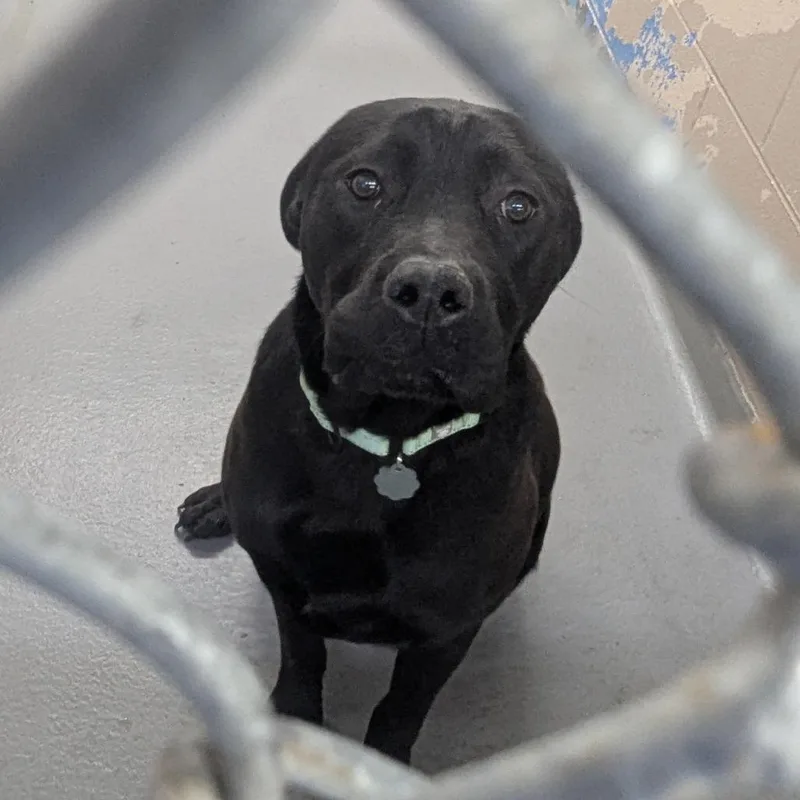A young large-sized male Black Mixed Breed dog named Max for adoption in Tacoma, WA