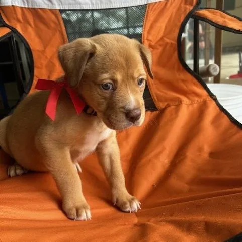 A baby medium-sized female Mixed Breed dog named Cirrus for adoption in Austin, TX