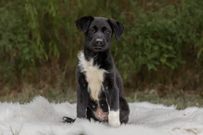 Arlo