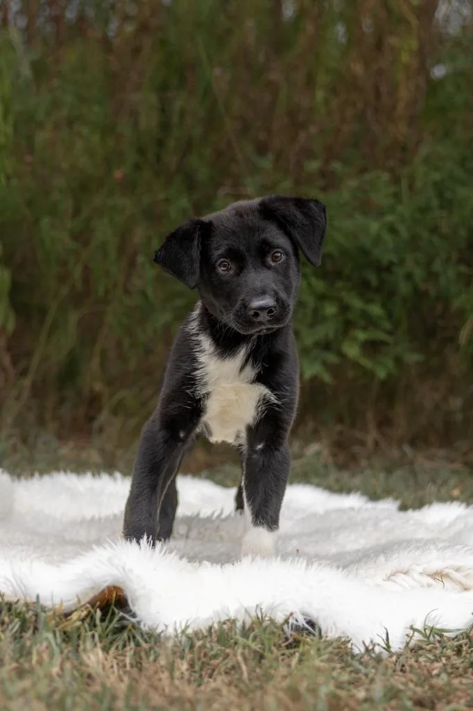 Arlo thumbnail 4