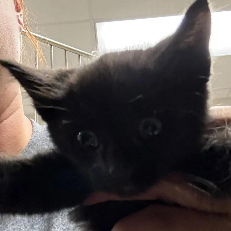 A baby small-sized male Black Domestic Medium Hair cat named Honeydew U for adoption in Tupelo, MS