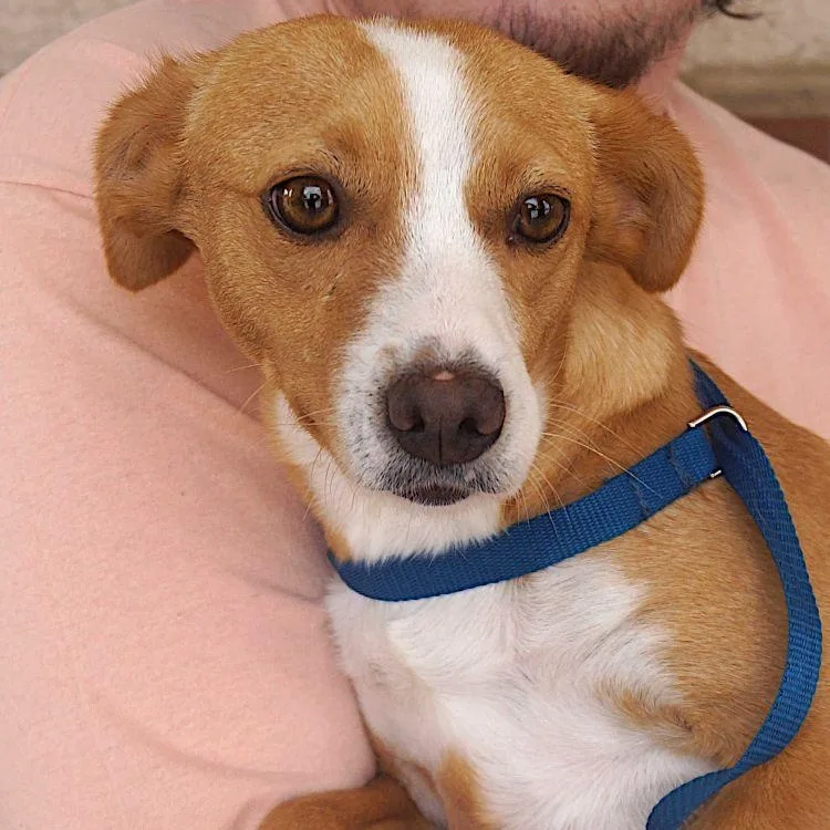 An adult small-sized female Golden Terrier dog named Mona for adoption in Carrollton, TX