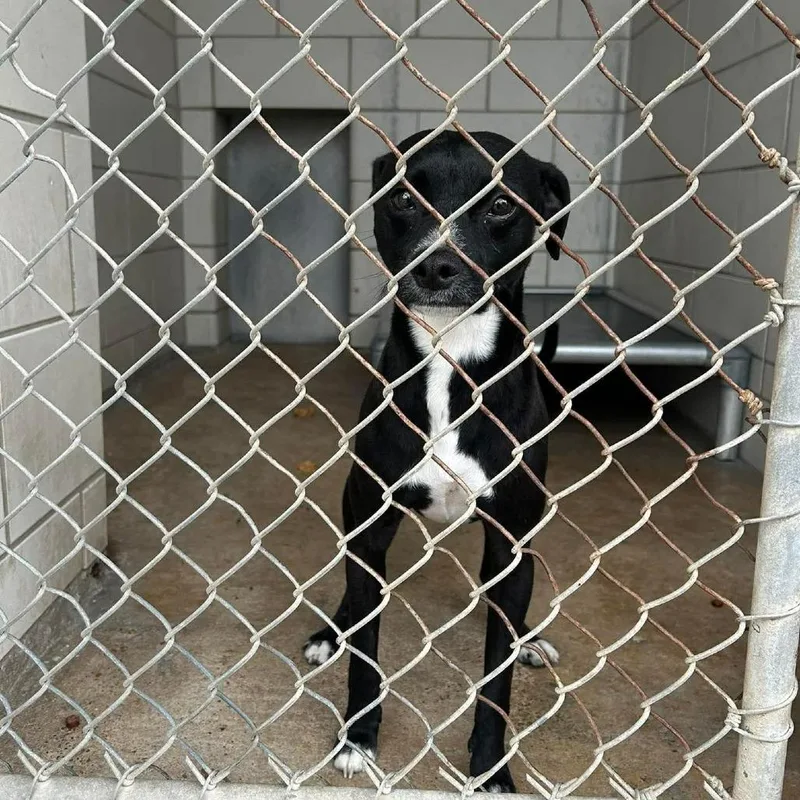 Trinket D Arriving thumbnail 5