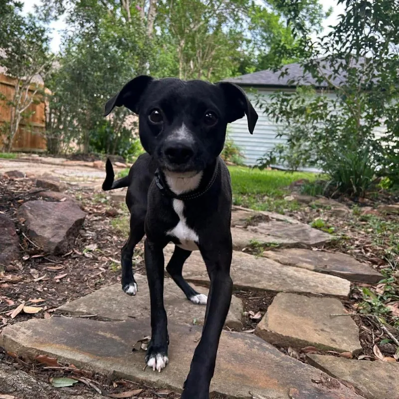 Trinket D Arriving thumbnail 6