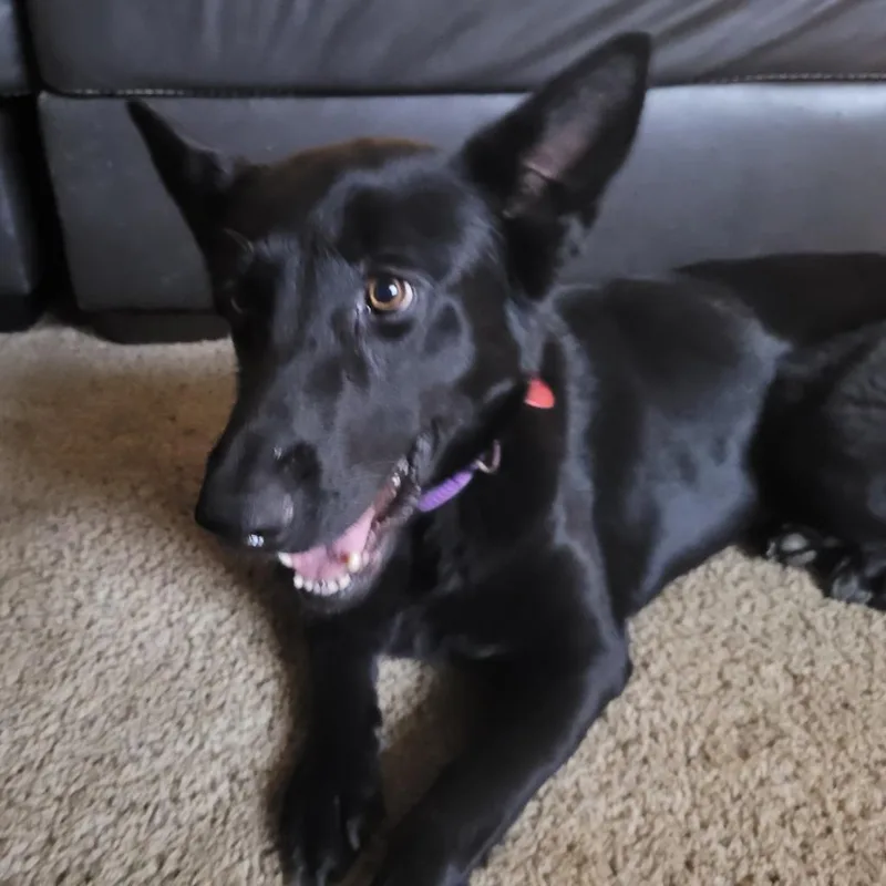 An adult large-sized female Black German Shepherd Dog dog named Opal for adoption in Tulsa, OK