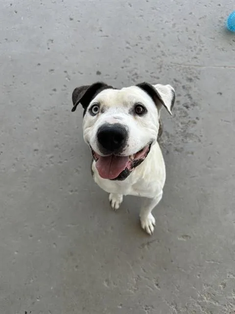 An adult medium-sized male Black Pit Bull Terrier dog named Pudgy LONGTIME RESIDENT for adoption in Thousand Oaks, CA