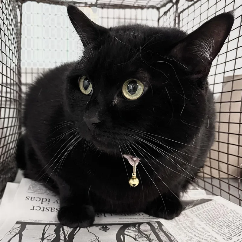 An adult large-sized female Domestic Short Hair cat named Bella for adoption in Los Angeles, CA