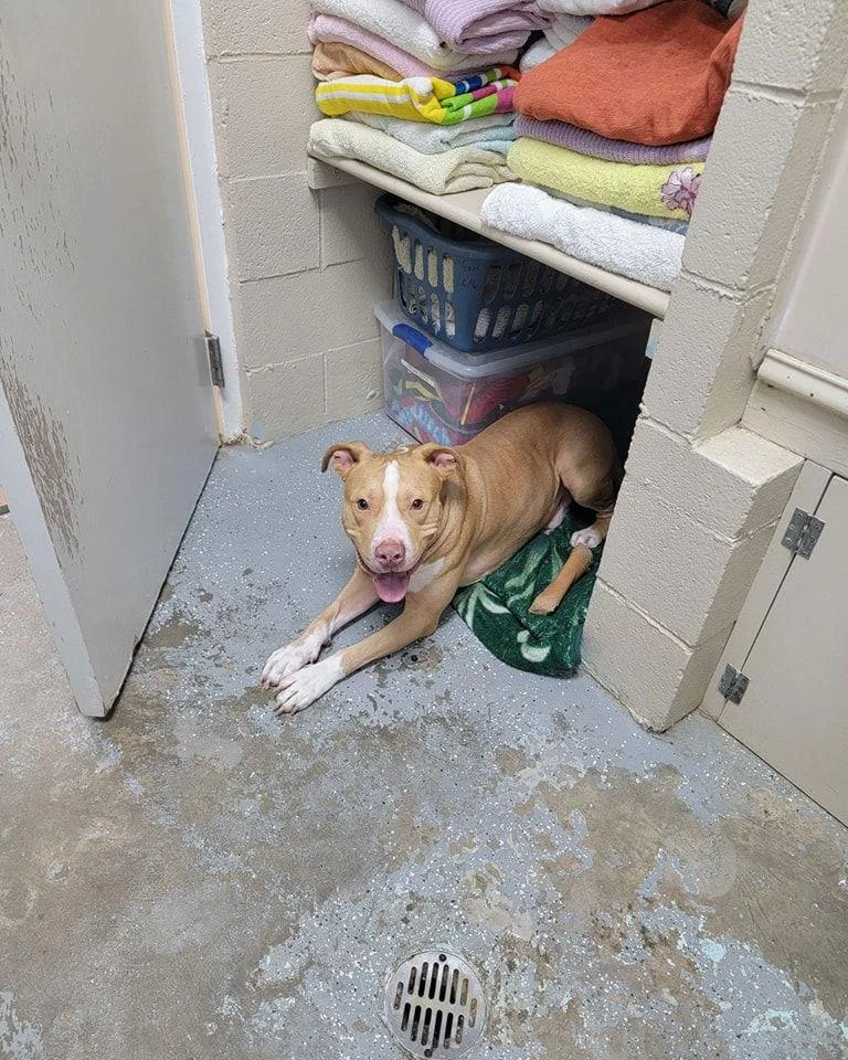 An adult large-sized male Labrador Retriever dog named Archer for adoption in Orangeburg, SC